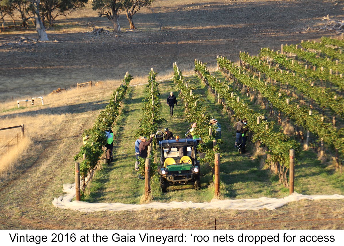 Gaia Vineyard Annotation