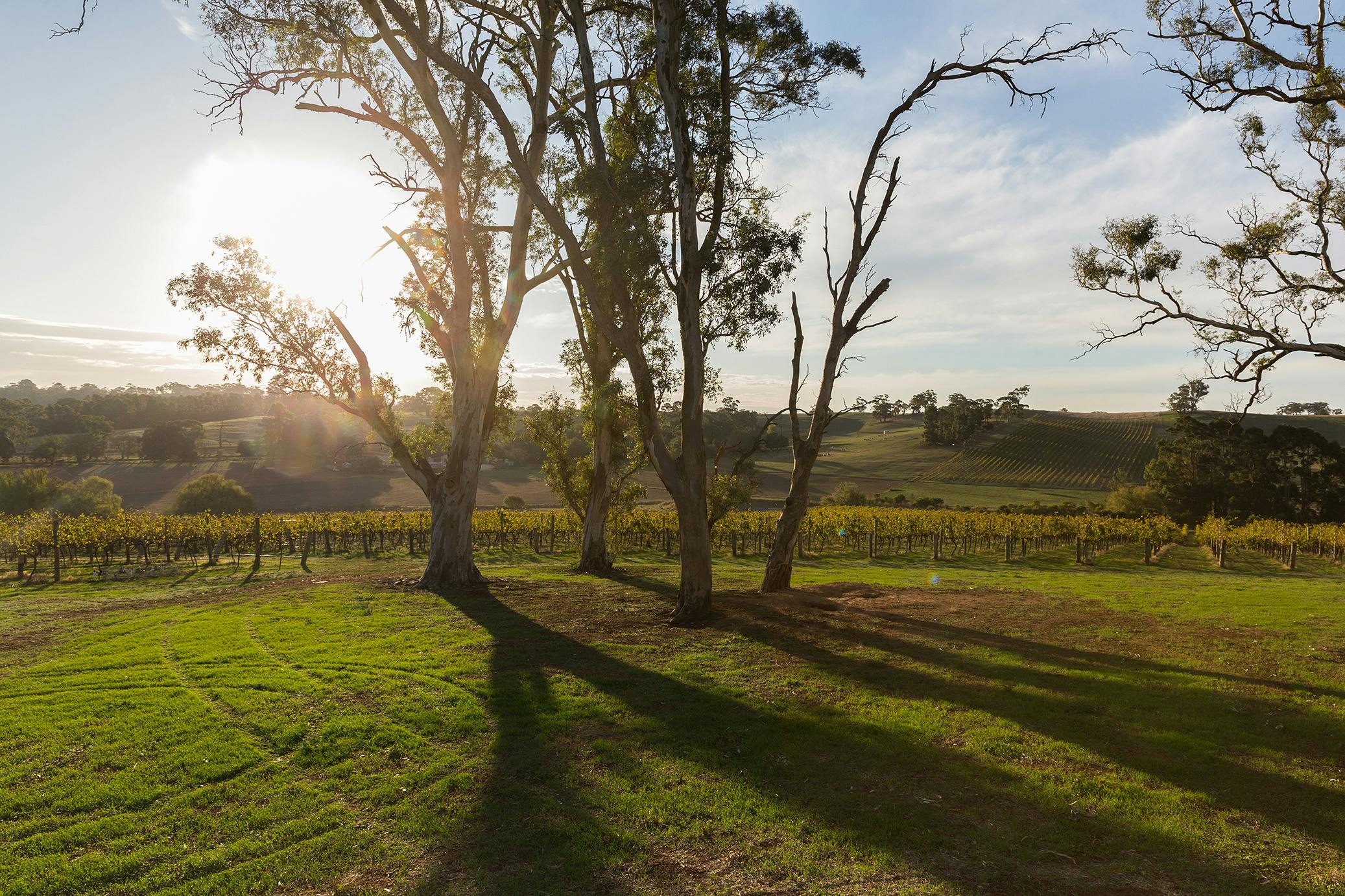 Springvale Vineyard trees